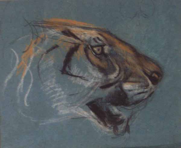 Head of a Tiger